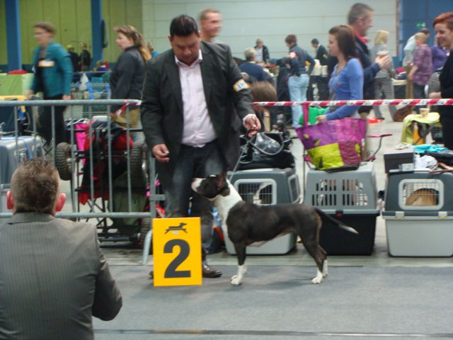 CH. franstal's Syndicate with king of ring